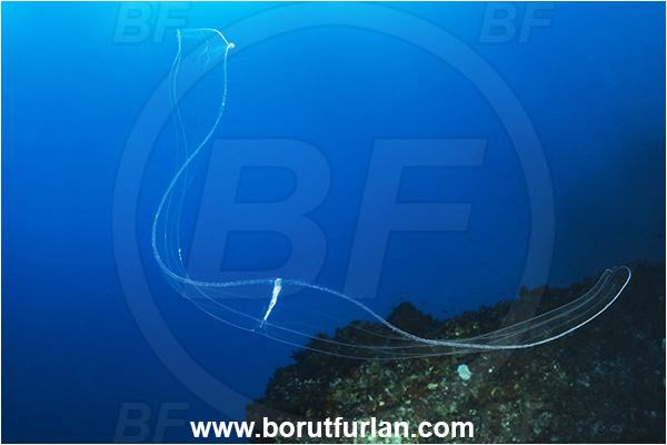 Calabria, Scilla, Italy, Tyrrhenian Sea, Mediterranean sea, Cestum veneris, Cestum, Cestidae, Tentaculata, Ctenophora, Venus girdle