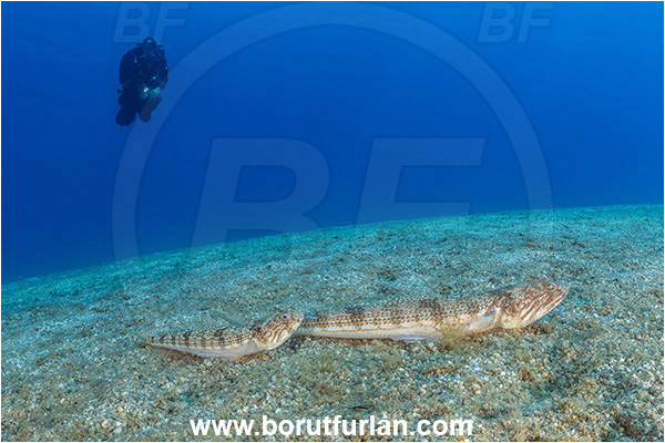 Calabria, Scilla, Italy, Tyrrhenian Sea, Mediterranean sea, Synodus saurus, Synodus, Synodontidae, Atlantic lizardfish, Lizardfish, Fish, Sand, Diver