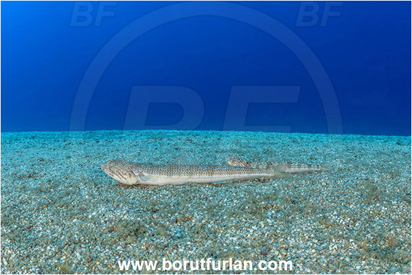 Calabria, Scilla, Italy, Tyrrhenian Sea, Mediterranean sea, Synodus saurus, Synodus, Synodontidae, Atlantic lizardfish, Lizardfish, Fish, Sand