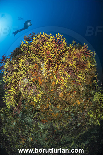 Calabria, Scilla, Italy, Tyrrhenian Sea, Mediterranean sea, Paramuricea clavata, Paramuricea, Plexauridae, Mediterranean gorgonian, Sea fan, Coral, Cnidaria, Cnidarian, Reef, Diver