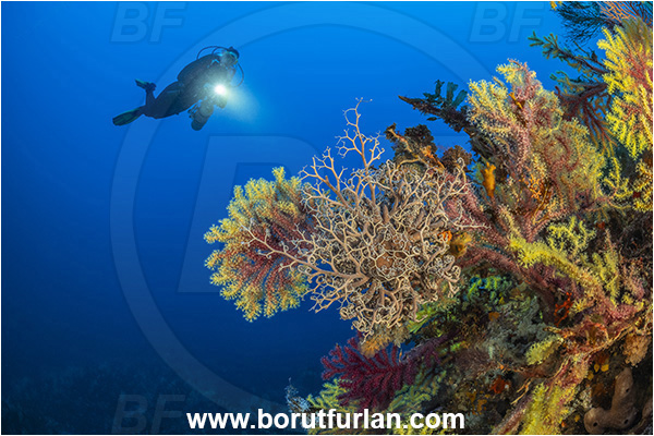Calabria, Scilla, Italy, Tyrrhenian Sea, Mediterranean sea, Astrospartus mediterraneus, Astrospartus, Gorgonocephalidae, Ophiuroidea, Echinodermata, Mediterranean basket star, Basket star, Reef, Diver