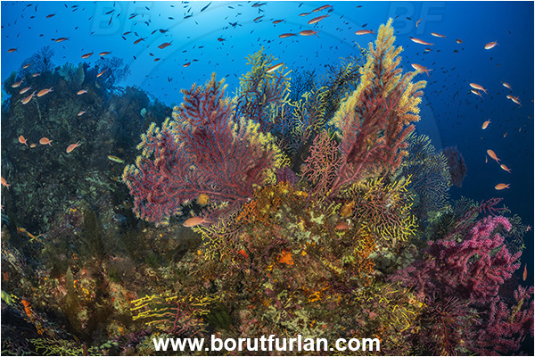 Calabria, Scilla, Italy, Tyrrhenian Sea, Mediterranean sea, Paramuricea clavata, Paramuricea, Plexauridae, Mediterranean gorgonian, Sea fan, Coral, Cnidaria, Cnidarian, Reef, Fish school