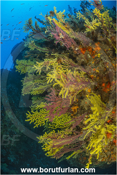 Calabria, Scilla, Italy, Tyrrhenian Sea, Mediterranean sea, Paramuricea clavata, Paramuricea, Plexauridae, Mediterranean gorgonian, Sea fan, Coral, Cnidaria, Cnidarian, Reef, Wall