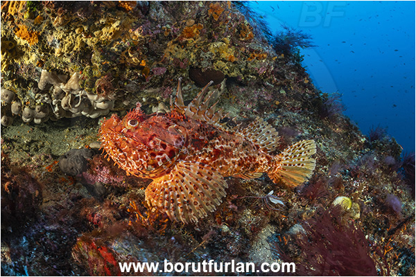 Calabria, Scilla, Italy, Tyrrhenian Sea, Mediterranean sea, Scorpaena scrofa, Scorpaena, Scorpaenidae, Great red scorpionfish, Scorpionfish, Fish, Reef