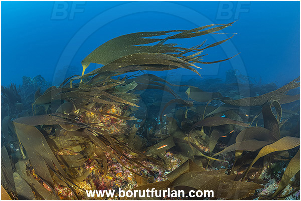 Calabria, Scilla, Italy, Tyrrhenian Sea, Mediterranean sea, Laminaria ochroleuca, Laminaria, Laminariaceae, Phaeophyceae, Golden kelp, Kelp, Algae, Reef