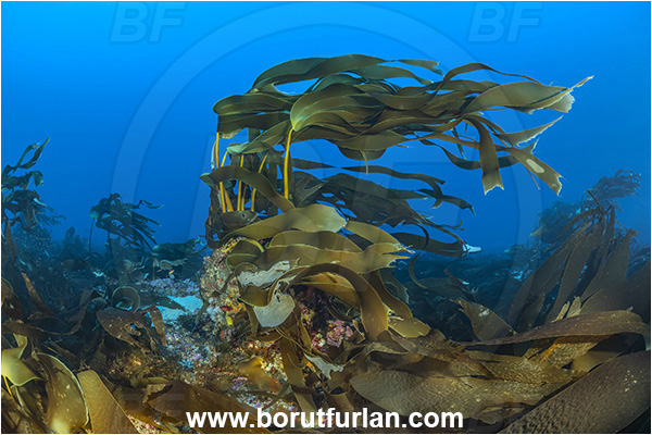 Calabria, Scilla, Italy, Tyrrhenian Sea, Mediterranean sea, Laminaria ochroleuca, Laminaria, Laminariaceae, Phaeophyceae, Golden kelp, Kelp, Algae, Reef