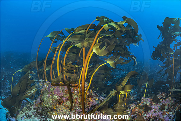 Calabria, Scilla, Italy, Tyrrhenian Sea, Mediterranean sea, Laminaria ochroleuca, Laminaria, Laminariaceae, Phaeophyceae, Golden kelp, Kelp, Algae, Reef