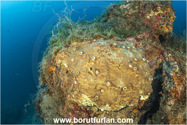 Sorrento, Napoli, Italy, Tyrrhenian Sea, Mediterranean sea, Cliona viridis, Cliona, Clionaidae, Green boring sponge, Sponge, Porifera, Reef