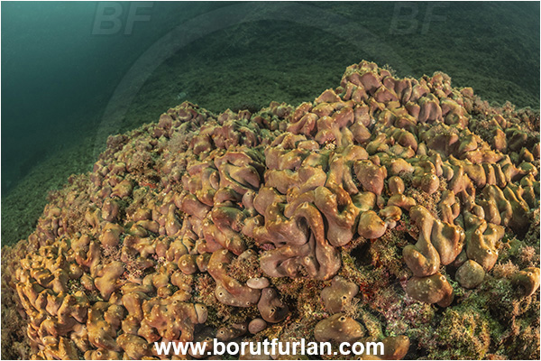 Sorrento, Napoli, Italy, Tyrrhenian Sea, Mediterranean sea, Chondrilla nucula, Chondrilla, Chondrillidae, Chicken-liver sponge, Sponge, Porifera, Reef