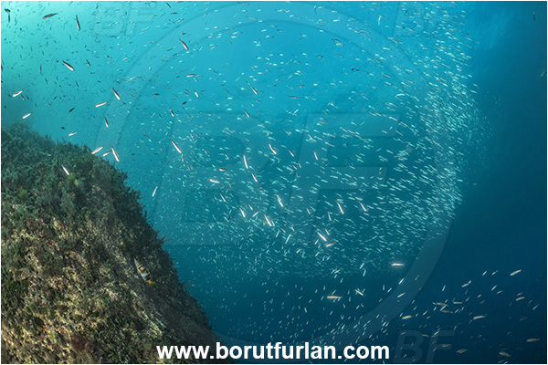 Sorrento, Napoli, Italy, Tyrrhenian Sea, Mediterranean sea, Fish, Fish school, Sardines, Unidentified, Reef