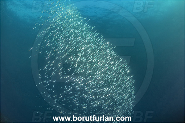 Sorrento, Napoli, Italy, Tyrrhenian Sea, Mediterranean sea, Fish, Fish school, Sardines, Unidentified