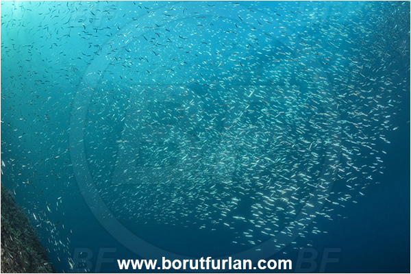 Sorrento, Napoli, Italy, Tyrrhenian Sea, Mediterranean sea, Fish, Fish school, Sardines, Unidentified