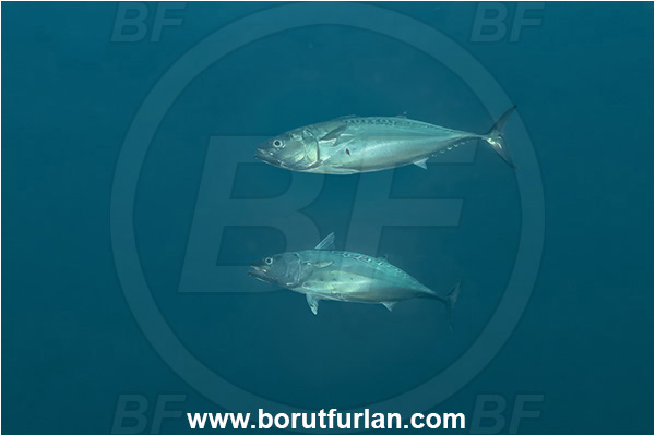 Sorrento, Napoli, Italy, Tyrrhenian Sea, Mediterranean sea, Euthynnus alletteratus, Euthynnus, Scombridae, Little tunny, Fish