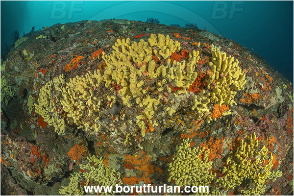 Sorrento, Napoli, Italy, Tyrrhenian Sea, Mediterranean sea, Aplysina aerophoba, Aplysina, Aplysinidae, Yellow Tube Sponge, Golden Sponge, Sponge, Porifera, Reef