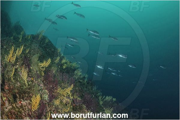 Sorrento, Napoli, Italy, Tyrrhenian Sea, Mediterranean sea, Dentex dentex, Dentex, Sparidae, Common dentex, Bream, Fish, Fish school, Reef