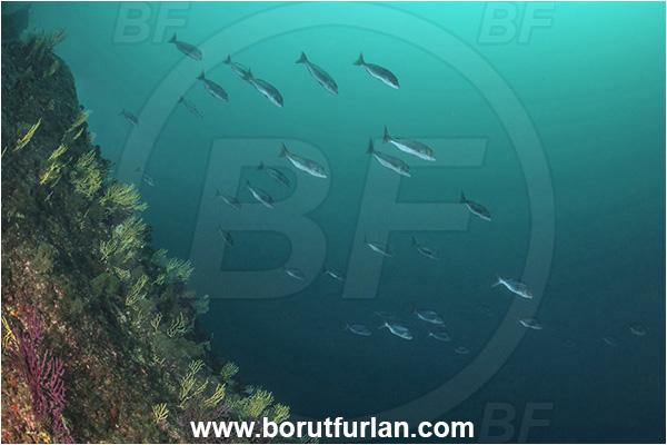 Sorrento, Napoli, Italy, Tyrrhenian Sea, Mediterranean sea, Dentex dentex, Dentex, Sparidae, Common dentex, Bream, Fish, Fish school, Reef