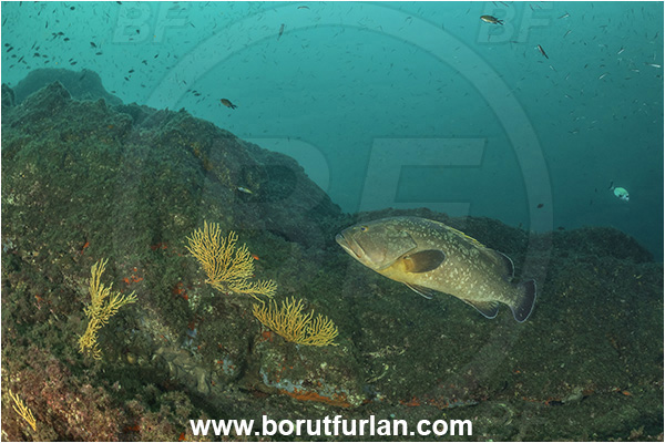 Sorrento, Napoli, Italy, Tyrrhenian Sea, Mediterranean sea, Epinephelus marginatus, Epinephelus, Serranidae, Dusky grouper, Grouper, Fish, Eunicella cavolini, Eunicella, Gorgoniidae, Yellow gorgonian, Sea fan, Coral, Cnidaria, Cnidarian, Reef