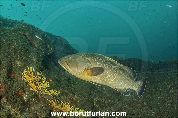 Sorrento, Napoli, Italy, Tyrrhenian Sea, Mediterranean sea, Epinephelus marginatus, Epinephelus, Serranidae, Dusky grouper, Grouper, Fish, Eunicella cavolini, Eunicella, Gorgoniidae, Yellow gorgonian, Sea fan, Coral, Cnidaria, Cnidarian, Reef