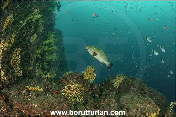 Sorrento, Napoli, Italy, Tyrrhenian Sea, Mediterranean sea, Epinephelus marginatus, Epinephelus, Serranidae, Dusky grouper, Grouper, Fish, Eunicella cavolini, Eunicella, Gorgoniidae, Yellow gorgonian, Sea fan, Coral, Cnidaria, Cnidarian, Reef, Fish school