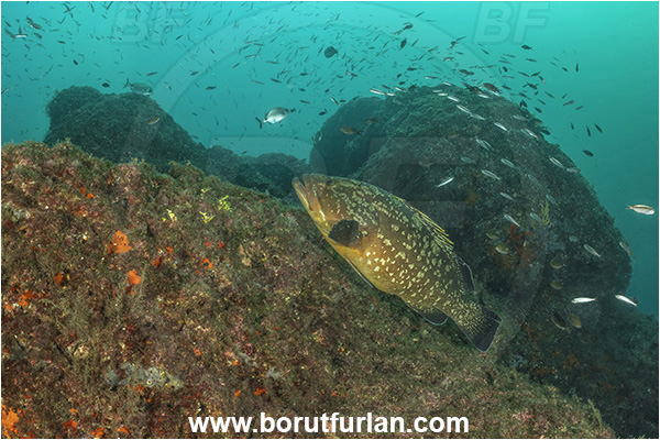 Sorrento, Napoli, Italy, Tyrrhenian Sea, Mediterranean sea, Epinephelus marginatus, Epinephelus, Serranidae, Dusky grouper, Grouper, Fish, Reef