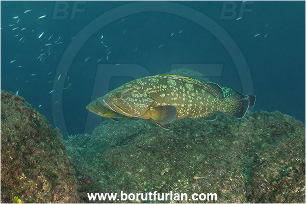 Sorrento, Napoli, Italy, Tyrrhenian Sea, Mediterranean sea, Epinephelus marginatus, Epinephelus, Serranidae, Dusky grouper, Grouper, Fish, Reef