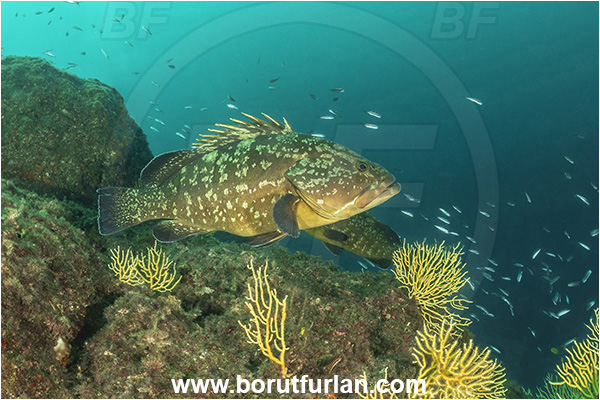 Sorrento, Napoli, Italy, Tyrrhenian Sea, Mediterranean sea, Epinephelus marginatus, Epinephelus, Serranidae, Dusky grouper, Grouper, Fish, Eunicella cavolini, Eunicella, Gorgoniidae, Yellow gorgonian, Sea fan, Coral, Cnidaria, Cnidarian, Reef, Fish school