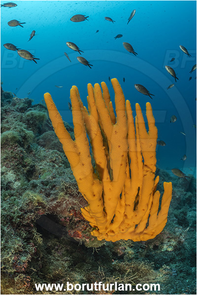 Brsec, Istria, Croatia, Adriatic sea, Mediterranean sea, Axinella verrucosa, Axinella, Axinellidae, Yellow Axinella sponge, Yellow branching sponge, Sponge, Porifera, Reef