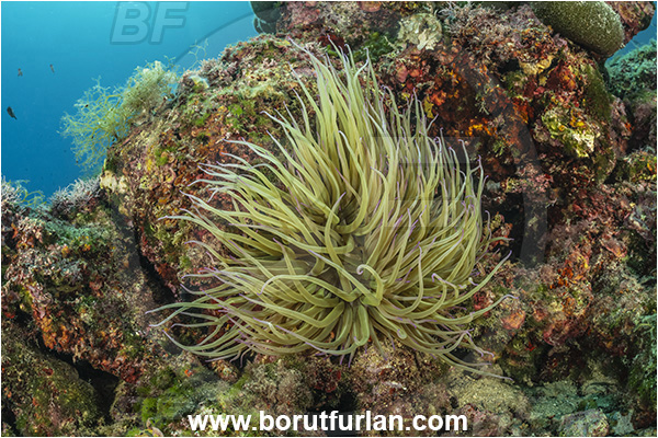 Brsec, Istria, Croatia, Adriatic sea, Mediterranean sea, Anemonia viridis, Anemonia, Actiniidae, Mediterranean snakelocks sea anemone, Anemone, Anthozoa, Cnidaria, Cnidarian, Reef