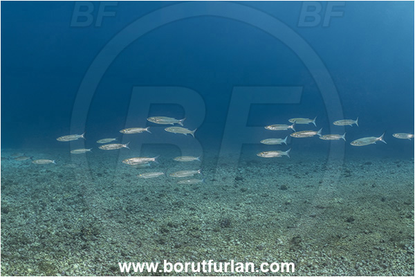 Brsec, Istria, Croatia, Adriatic sea, Mediterranean sea, Chelon auratus, Chelon, Mugilidae, Golden grey mullet, Mullet, Fish, Fish school