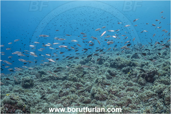Brsec, Istria, Croatia, Adriatic sea, Mediterranean sea, Fish, Reef, Fish school