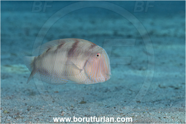 Kas, Turkey, Mediterranean sea, Xyrichtys novacula, Xyrichtys, Labridae, Pearly razorfish, Razorfish, Wrasse, Fish