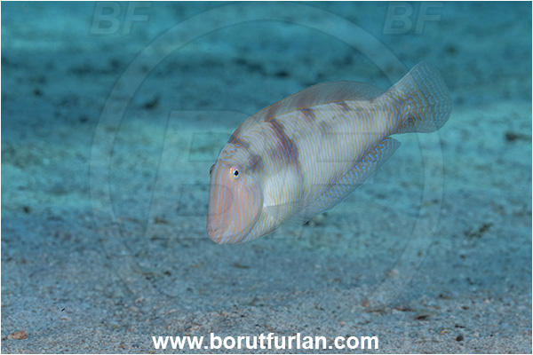 Kas, Turkey, Mediterranean sea, Xyrichtys novacula, Xyrichtys, Labridae, Pearly razorfish, Razorfish, Wrasse, Fish