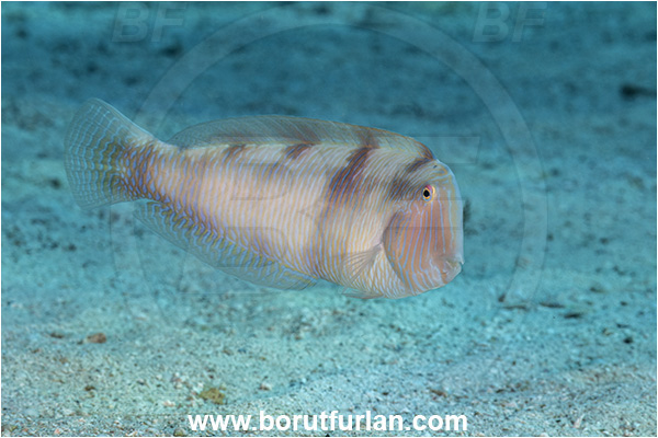 Kas, Turkey, Mediterranean sea, Xyrichtys novacula, Xyrichtys, Labridae, Pearly razorfish, Razorfish, Wrasse, Fish