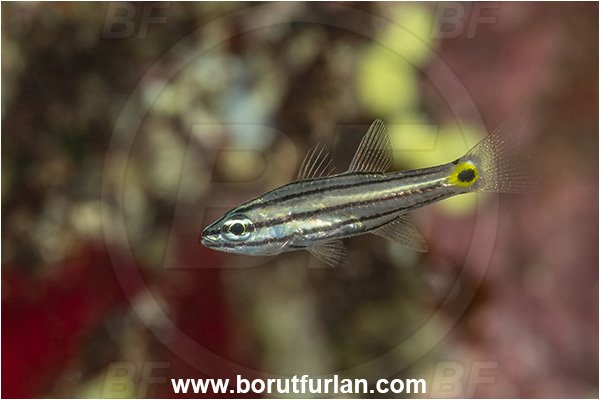 Kas, Turkey, Mediterranean sea, Cheilodipterus quinquelineatus, Cheilodipterus, Apogonidae, Five-lined Cardinalfish, Cardinalfish, Fish