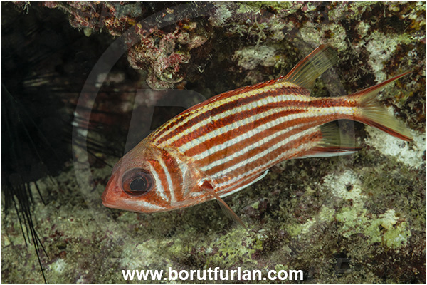 Kas, Turkey, Mediterranean sea, Sargocentron rubrum, Sargocentron, Holocentridae, Red squirrelfish, Squirrelfish, Whitetail Squirrelfish, Redcoat, Fish
