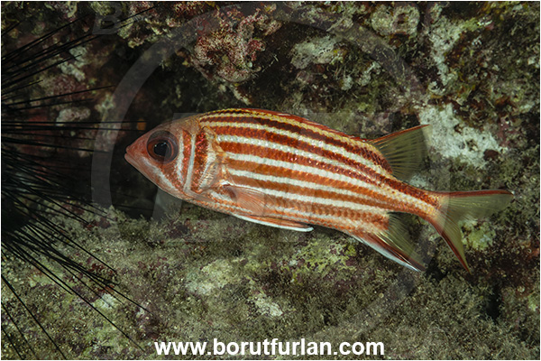 Kas, Turkey, Mediterranean sea, Sargocentron rubrum, Sargocentron, Holocentridae, Red squirrelfish, Squirrelfish, Whitetail Squirrelfish, Redcoat, Fish