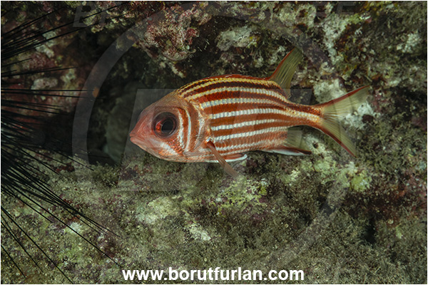 Kas, Turkey, Mediterranean sea, Sargocentron rubrum, Sargocentron, Holocentridae, Red squirrelfish, Squirrelfish, Whitetail Squirrelfish, Redcoat, Fish