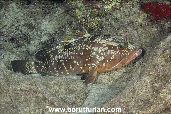Kas, Turkey, Mediterranean sea, Epinephelus marginatus, Epinephelus, Serranidae, Dusky grouper, Grouper, Fish