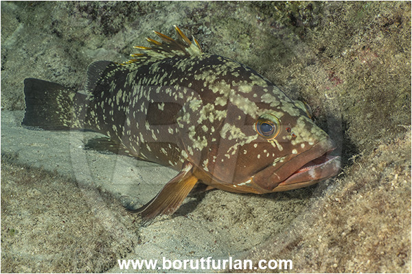 Kas, Turkey, Mediterranean sea, Epinephelus marginatus, Epinephelus, Serranidae, Dusky grouper, Grouper, Fish