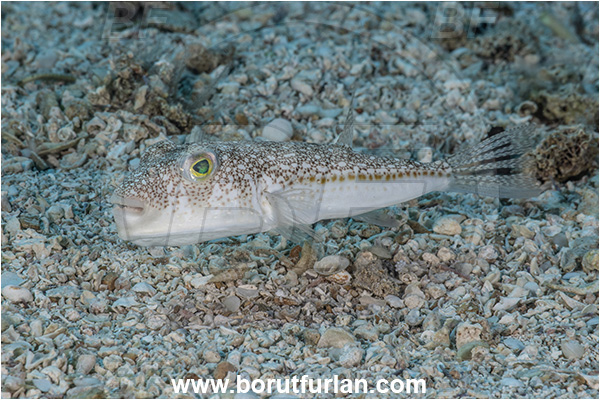 Kas, Turkey, Mediterranean sea, Torquigener flavimaculosus, Torquigener, Tetraodontidae, Yellowspotted puffer, Puffer fish, Fish