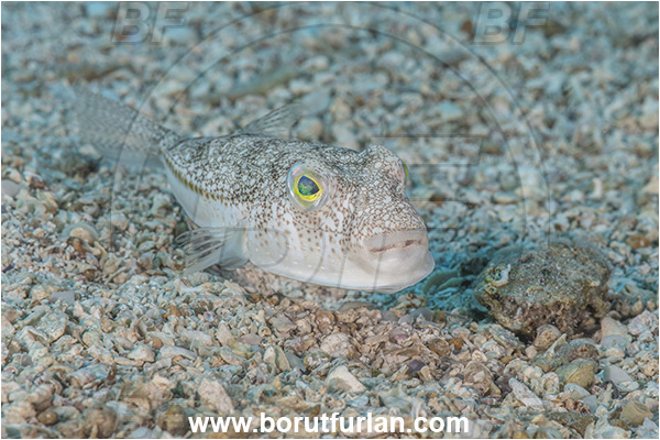 Kas, Turkey, Mediterranean sea, Torquigener flavimaculosus, Torquigener, Tetraodontidae, Yellowspotted puffer, Puffer fish, Fish