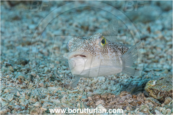 Kas, Turkey, Mediterranean sea, Torquigener flavimaculosus, Torquigener, Tetraodontidae, Yellowspotted puffer, Puffer fish, Fish, Portrait