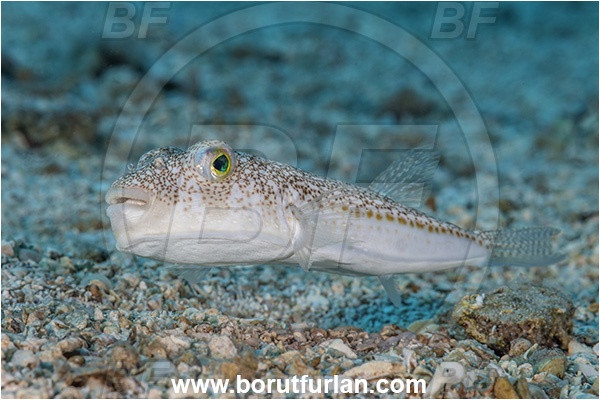 Kas, Turkey, Mediterranean sea, Torquigener flavimaculosus, Torquigener, Tetraodontidae, Yellowspotted puffer, Puffer fish, Fish