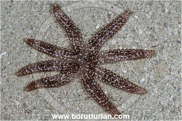 Kas, Turkey, Mediterranean sea, Coscinasterias tenuispina, Coscinasterias, Asteriidae, Many-armed starfish, Blue spiny starfish, Strafish, Asteroidea, Echinodermata, Echinoderm
