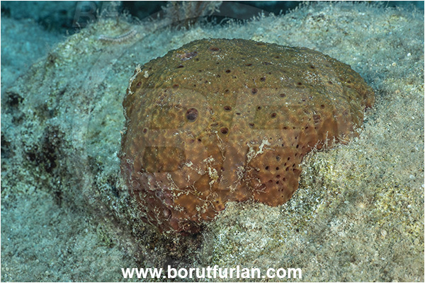 Kas, Turkey, Mediterranean sea, Sarcotragus fasciculatus, Sarcotragus, Irciniidae, Sponge, Porifera