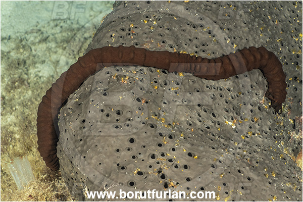Kas, Turkey, Mediterranean sea, Synaptula reciprocans, Synaptula, Synaptidae, Synaptula sea cucumber, Sea cucumber, Holothuroidea, Holothurian, Echinodermata, Echinoderm