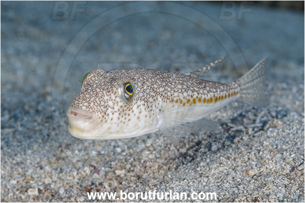Kas, Turkey, Mediterranean sea, Torquigener flavimaculosus, Torquigener, Tetraodontidae, Yellowspotted puffer, Puffer fish, Fish