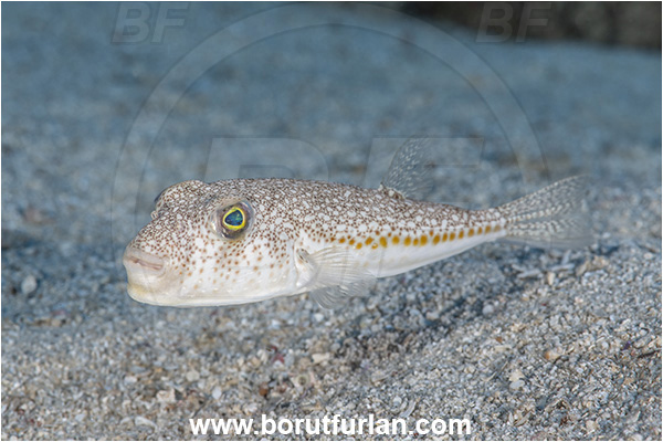 Kas, Turkey, Mediterranean sea, Torquigener flavimaculosus, Torquigener, Tetraodontidae, Yellowspotted puffer, Puffer fish, Fish