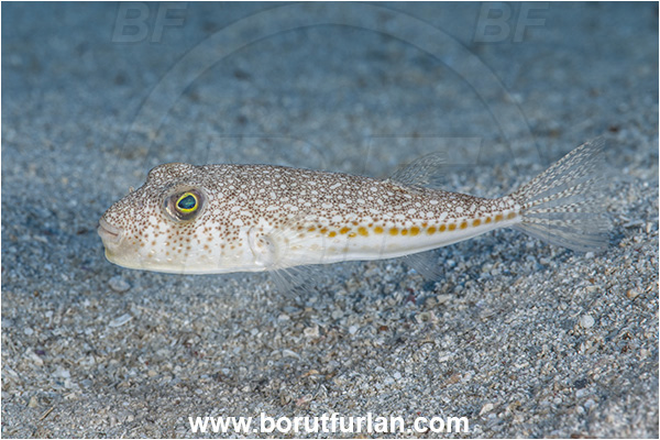 Kas, Turkey, Mediterranean sea, Torquigener flavimaculosus, Torquigener, Tetraodontidae, Yellowspotted puffer, Puffer fish, Fish