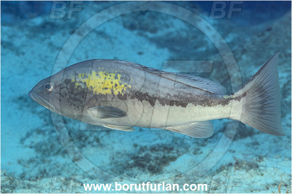 Kas, Turkey, Mediterranean sea, Epinephelus costae, Epinephelus, Serranidae, Goldblotch grouper, Golden grouper, Grouper, Fish, Male